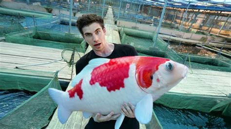 biggest koi fish|10 LARGEST JUMBO KOI fish in the world .
